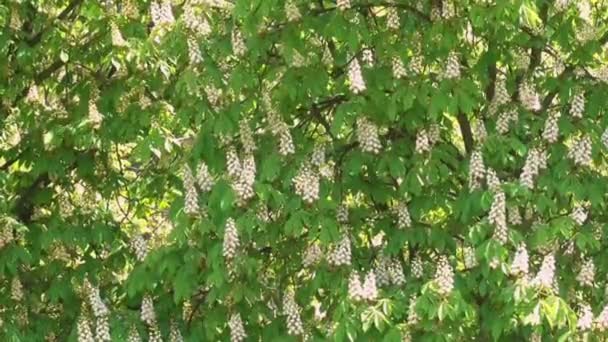 Floração de Castanhas na Primavera — Vídeo de Stock