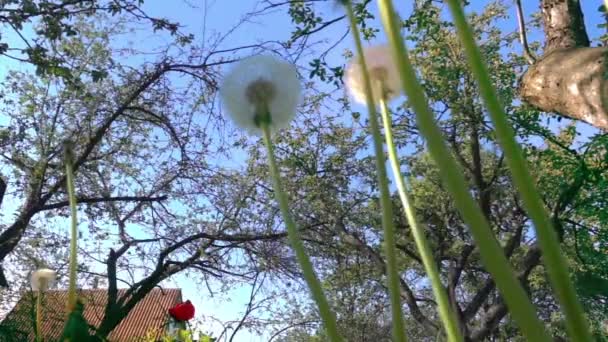 Суцвіття кульбаб, дерев та Roof.slow руху — стокове відео