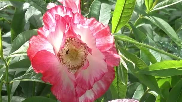 Testa di papavero rosa alla luce del sole — Video Stock