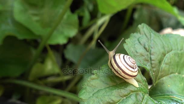 The Snail Crawls Along the Green Leaf, Sunny Summer Day — Stock Video