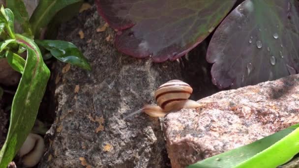 カタツムリをゆっくりクロール石から石へ、雨の後の夏の日. — ストック動画