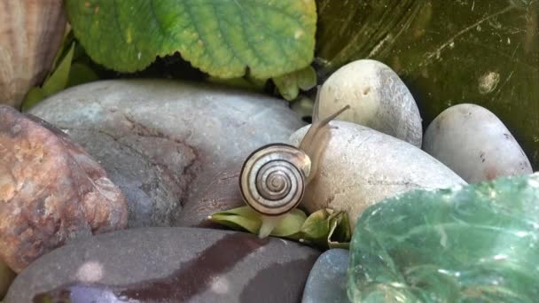 O caracol rasteja até um seixo no jardim — Vídeo de Stock
