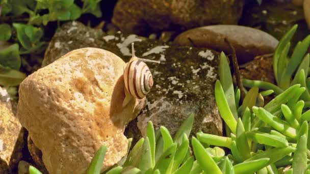 Die Gartenschnecke kriecht über die Kieselsteine — Stockvideo