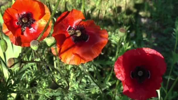 Drie rode papavers en bijen — Stockvideo