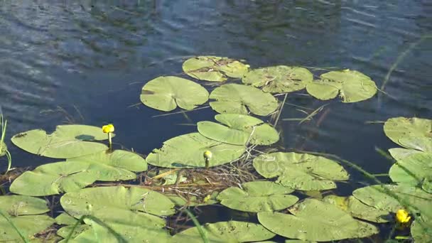 Żółte Lilie wodne i zielonych liści w wodzie — Wideo stockowe