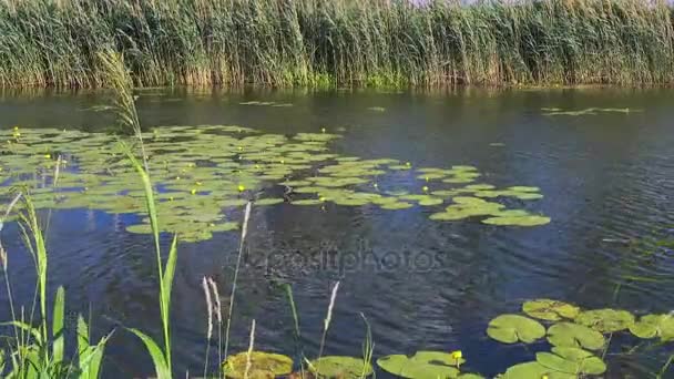 Un fiume ricoperto di canne in un giorno d'estate. Gigli d'acqua gialle . — Video Stock