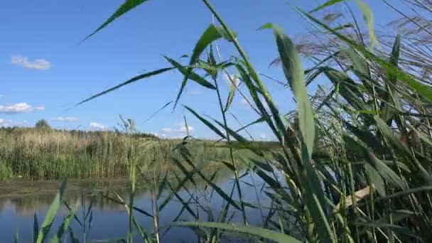 Widok z trzciny jest duży przeciwko River i nieba — Wideo stockowe