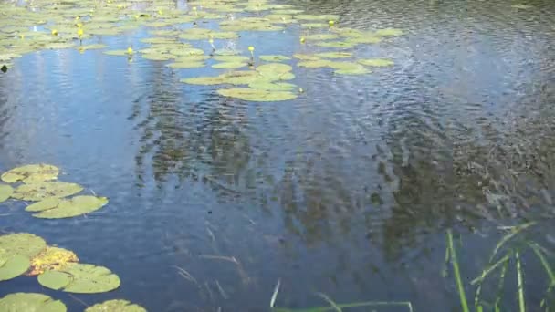 Gelbe Seerosen im Fluss, windiger Tag, schwankendes Wasser — Stockvideo