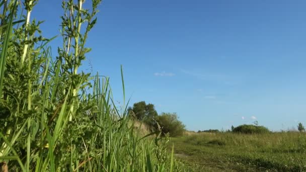 Vista con un angolo basso. Estate prato verde — Video Stock