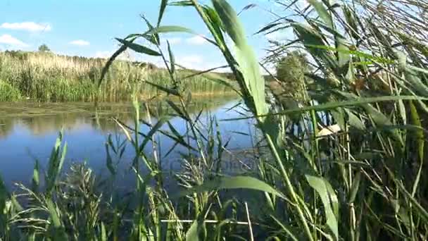 Zwolnionym tempie. Stroiki, nad rzeką, kołysząc się od wiatru — Wideo stockowe