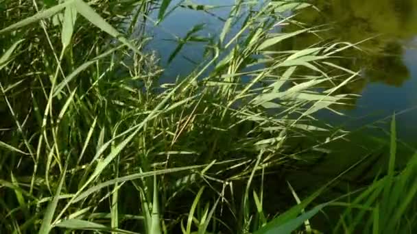 Ağır çekim, sazlık nehir kıyısında yaprakları — Stok video