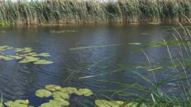 Görünümü nilüferler ve Sazlık Nehri üzerinde