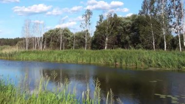 bir küçük nehir sazlık ve bir orman büyümüş