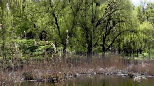 Słoneczny dzień na jeziorze. Obserwacja ruchu aparatu od lewej do prawej. — Wideo stockowe