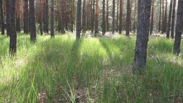 Troncos de Pinos, Bosque — Vídeo de stock