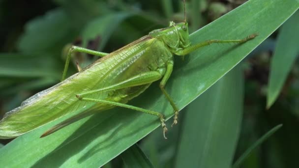 Lång grön Locust sitter på ett löv på en sommardag — Stockvideo