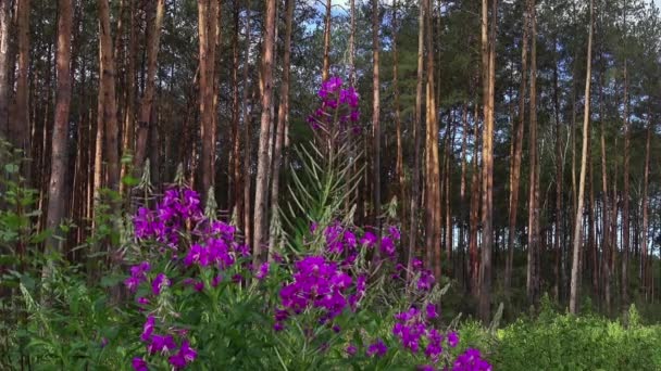 Fleurs roses de bois de chauffage sur le fond de la forêt — Video