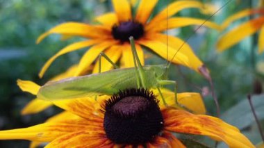 Yeşil çekirge sarı bir çiçek üzerinde oturur