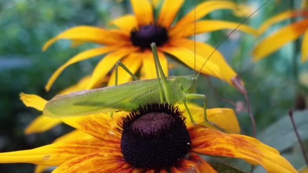 Зелений Locust сидить на жовтій квітці — стокове відео