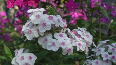 Phlox beyaz ve pembe çiçekler