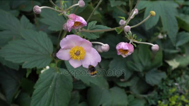 Un abejorro recoge polen de una flor rosa — Vídeos de Stock