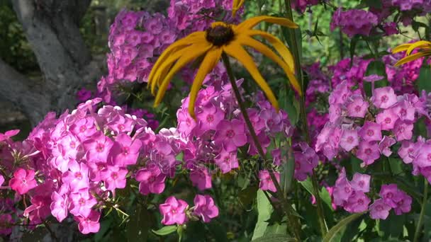 Λουλούδια στον κήπο, σε μια ηλιόλουστη ημέρα — Αρχείο Βίντεο