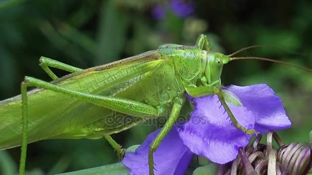 Ένα αδηφάγο Locust εντόμων τρέφεται με ένα μπλε λουλούδι — Αρχείο Βίντεο