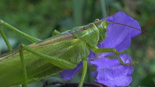 En Locust äter sitter på en blå blomma — Stockvideo