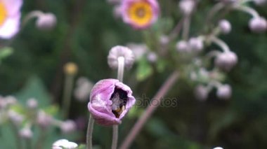 Bumblebee sinekler dışında bir çiçek tomurcuk