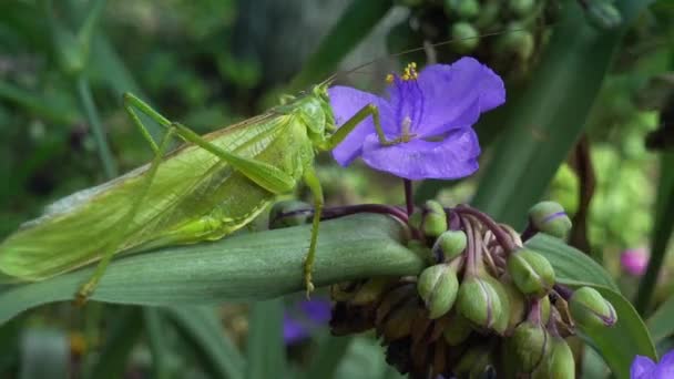 Hungry Locust Rushes to a Purple Flower. — Stock Video