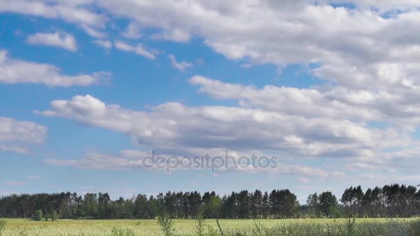 Landskap med en blå himmel och ett fält på en sommardag. Låg vinkel — Stockvideo