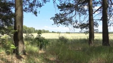 Orman ve yaz alanında. Peyzaj kamera ilerler