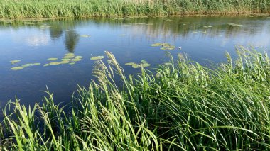 bir küçük nehir sazlık ile nilüferler suda bir yaz gününde