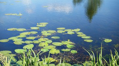 Bir yaz gününde Nehri üzerinde nilüferler