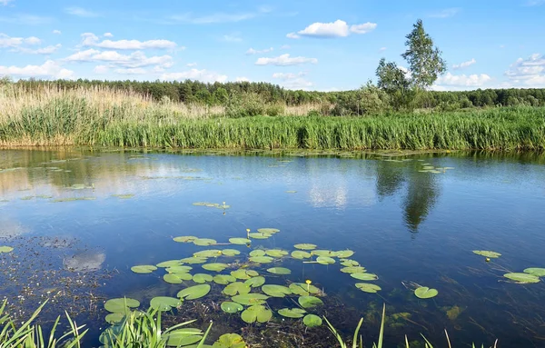 A Lake With Thickets of Reeds in a Summer Day. — Stock Photo, Image