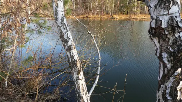 Весной стволы берез над озером — стоковое фото