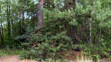 Orman, yatay, çam ve ağaç bir yaz gününde