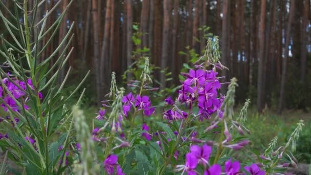 Wild Pink Flowers Are Sprayed in the Forest. Closeup — Stock Video