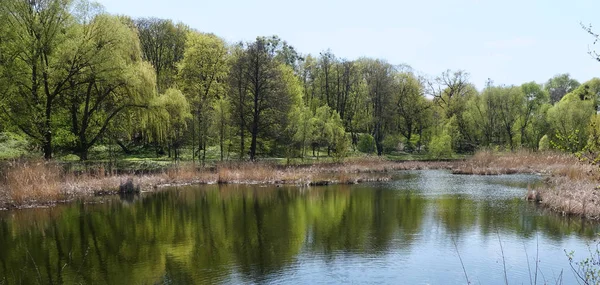 Sakin göl ormanın içinde. Ağaçlar su restorasyonu.