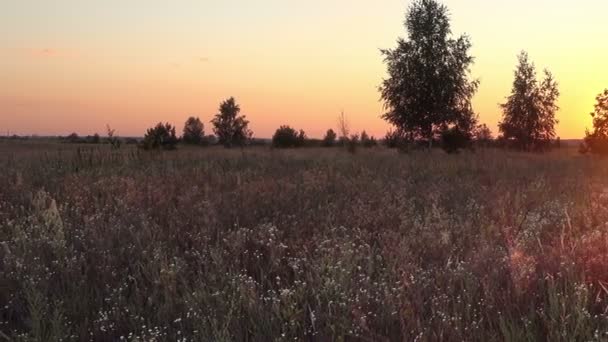 Lata słońca na polu. — Wideo stockowe