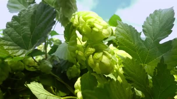 Green Hops With Cones on the Sky Background — Stock Video