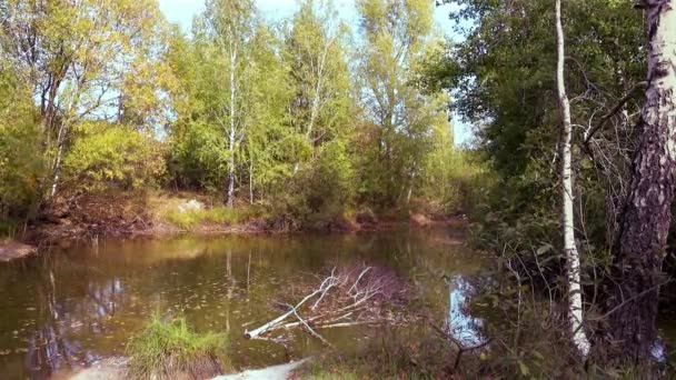 Alberi di betulla sul lago in una giornata d'autunno soleggiata — Video Stock