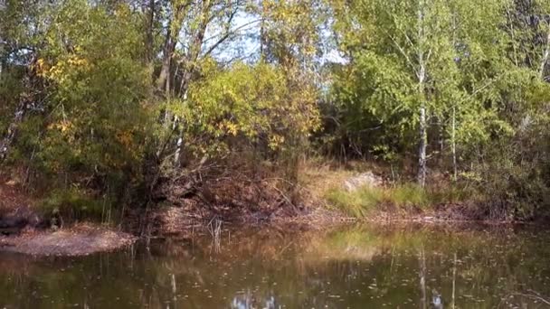 秋の池の上の木がズームアウトします。 — ストック動画