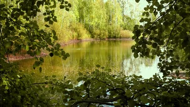 Lago e Reflexão das Árvores Amarelas na Água — Vídeo de Stock