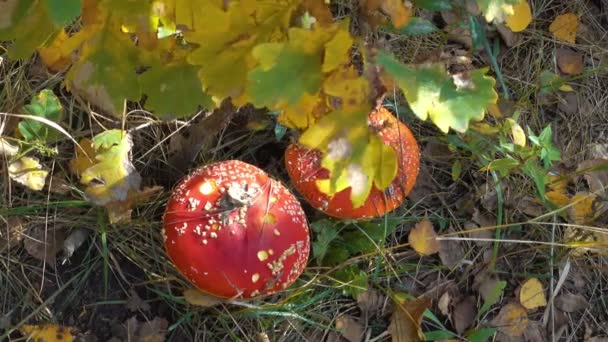 Amanitas. Dois cogumelos vermelhos na floresta — Vídeo de Stock