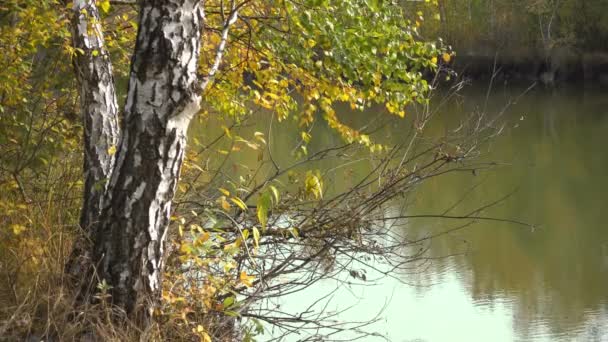Жовтий береза над водою на осінній сонячний день. — стокове відео