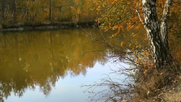 Відображення жовтих осінніх дерев у озері — стокове відео