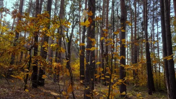 Őszi napon egy fenyves erdőben — Stock videók