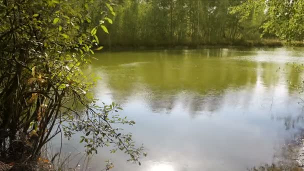 Lago en tiempo soleado . — Vídeos de Stock