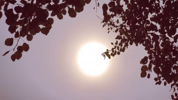 Silueta de hojas ondulantes contra el cielo y el sol — Vídeo de stock